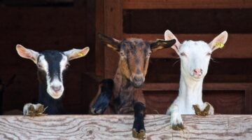 Afinal, por que as cabras “desmaiam”? Entenda o fenômeno