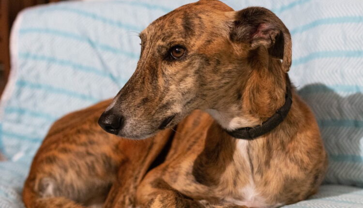 cachorros para quem mora sozinho