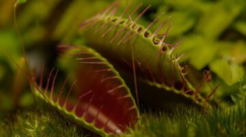 5 plantas carnívoras mais perigosas do mundo; veja as espécies