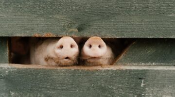 Qual é o coletivo de “porco”? Resposta vai te surpreender