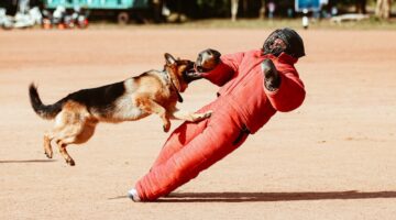 O que significa sonhar com cachorro te atacando?