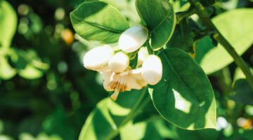 Estas 5 plantas tiram mau-olhado e “espantam” a inveja da sua casa