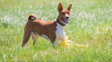 Basenji: conheça a raça de cachorro que simplesmente não late