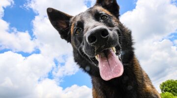 Quais são as melhores raças de cães de guarda? Confira 5 opções