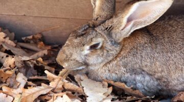 Fofo demais: conheça a raça dos maiores coelhos do mundo