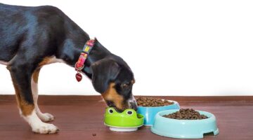 Descubra se cachorro realmente pode comer ração de gato