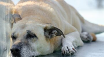 É verdade que cachorros sabem quando estão perto de morrer?