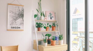 Quer decorar seu quarto com plantas? Veja 5 opções possíveis