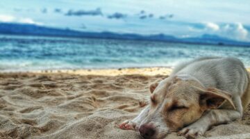 Tá calor, né? Será que seu cachorro também pode tomar sorvete?