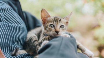 Como tirar pelo de gato da roupa? Veja 5 dicas infalíveis