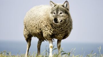 Lobo em pele de cordeiro: estes três signos são considerados os mais falsos do zodíaco