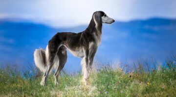 Estes são os cachorros mais caros do mundo