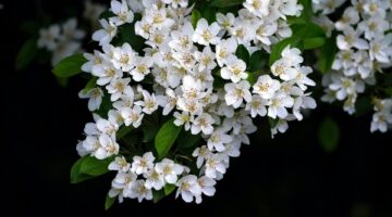 Confira qual é a flor do seu aniversário e o significado por trás dela