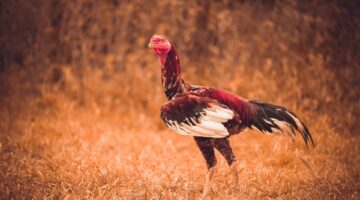 Este galo gigante chega custar mais de R$ 150 mil no mercado