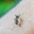 Governador se reúne com prefeitos contra a dengue nos municípios impactados