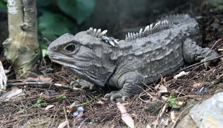 Tuatara