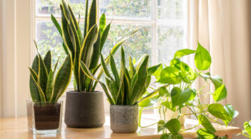 5 plantas de interior que purificam o ar