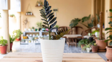 As 4 melhores plantas para ambientes com pouca luz