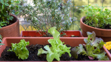 Cultive sua própria horta em casa e desfrute de alimentos frescos e saudáveis