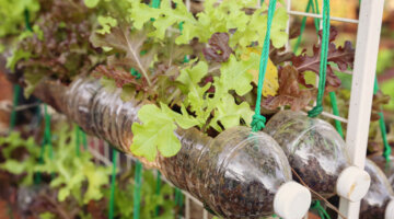 Horta suspensa: uma solução prática para cultivar seus próprios alimentos