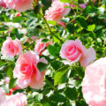 Como plantar e cuidar de rosas: um guia completo para jardineiros iniciantes