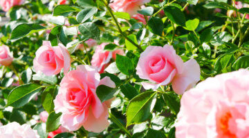Como plantar e cuidar de rosas: um guia completo para jardineiros iniciantes